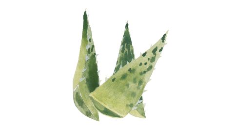 Prášek z listové šťávy Aloe Barbadensis (aloe pravé)