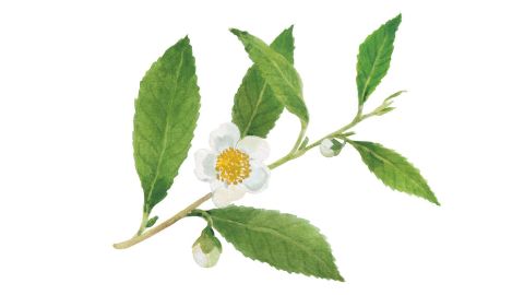 Camellia Sinensis Leaf Extract (bílý čaj)