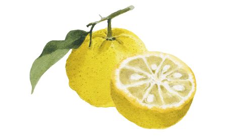 Extrakt z kůry yuzu