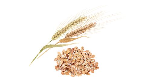 Extrakt z ječmenných klíčků