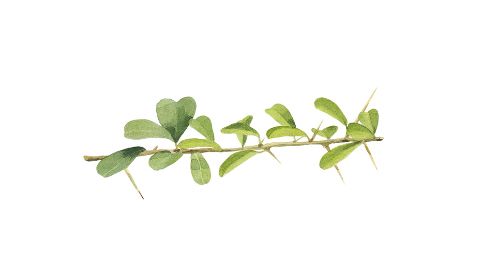 Bioflavonoidy z listů Maclura Cochinchinensis (maklura cochinchinská)