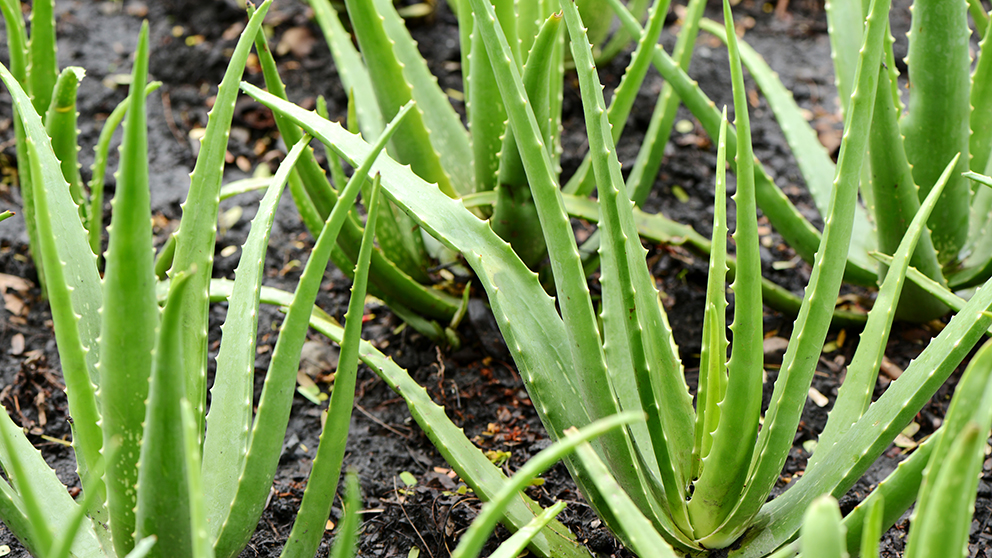 Puvod Aloe Vera () Puvod Aloe Vera