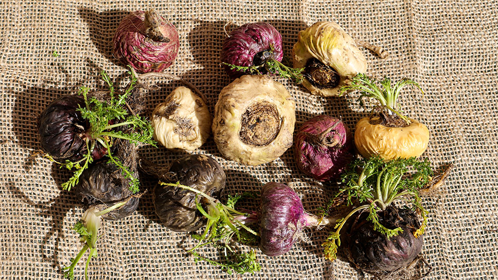 Maca Pestovani () Maca Pestovani