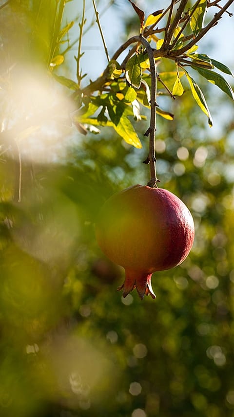 Granátové jablko na větvi