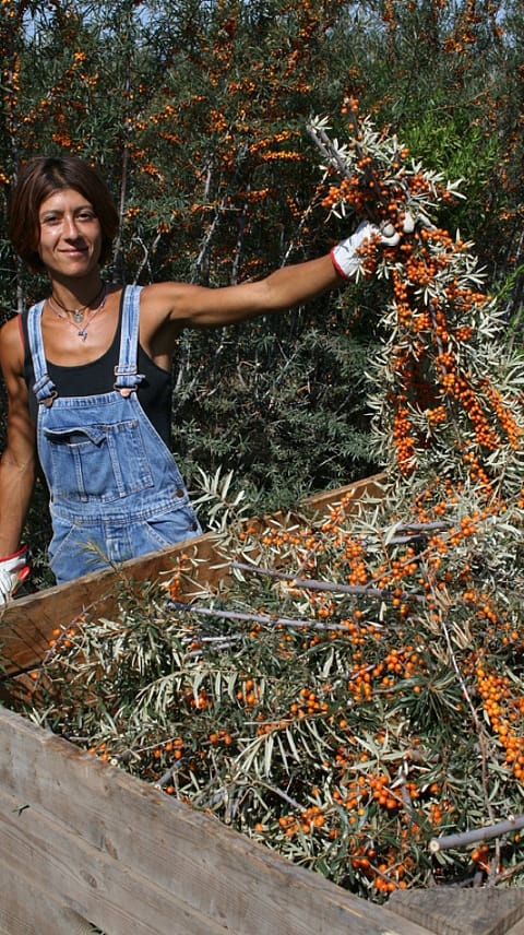 žena sklízí rakytník na biodynamické farmě