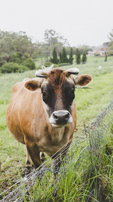 kráva na biodynamické farmě
