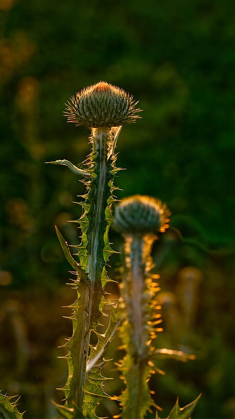 květy bodláku na louce