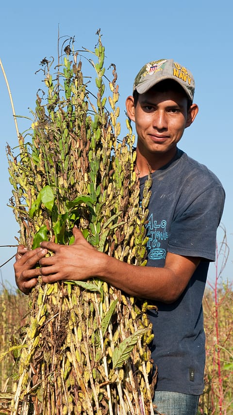 farmář sklízí sezam na biodynamické farmě