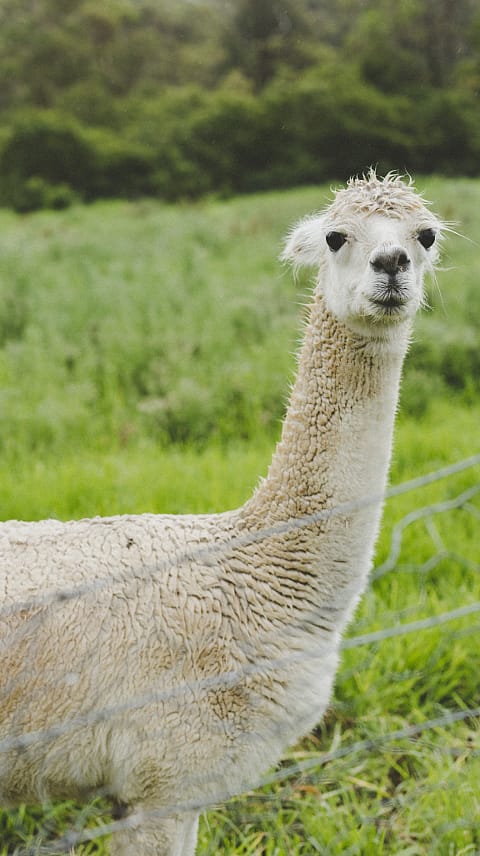 bílá alpaka na biodynamické farmě