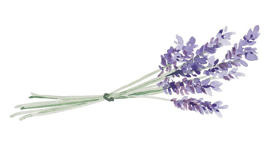Lavandula Angustifolia (Lavender) Oil