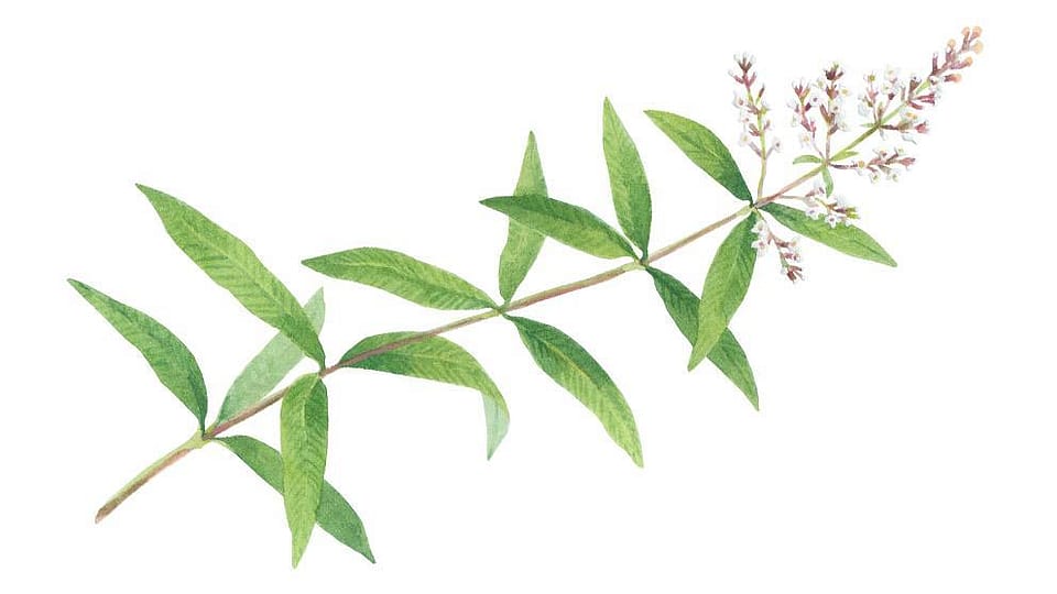 Lemon verbena