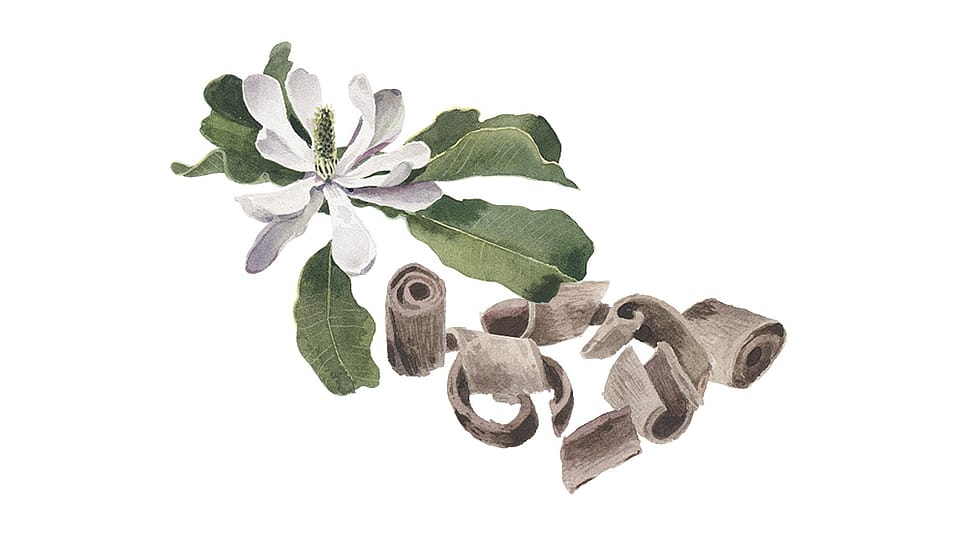 Magnolia Officinalis Bark Extract