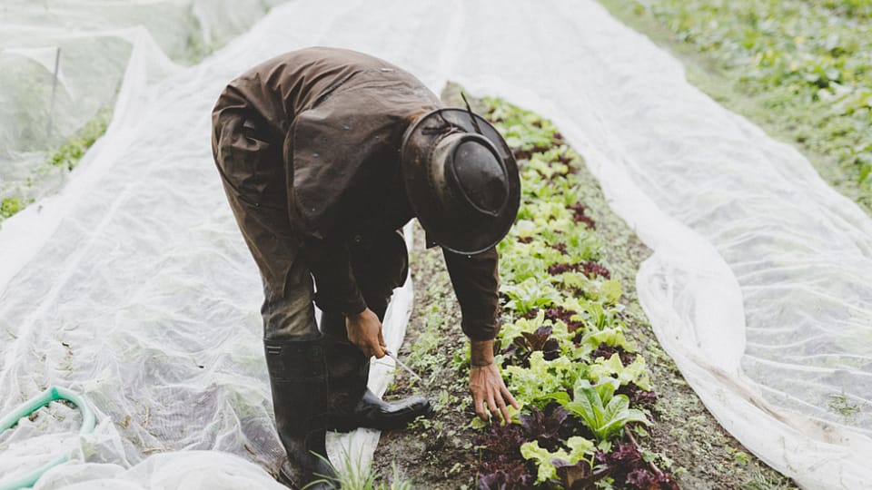 farmář pečuje o zeleninu na biodynamické farmě