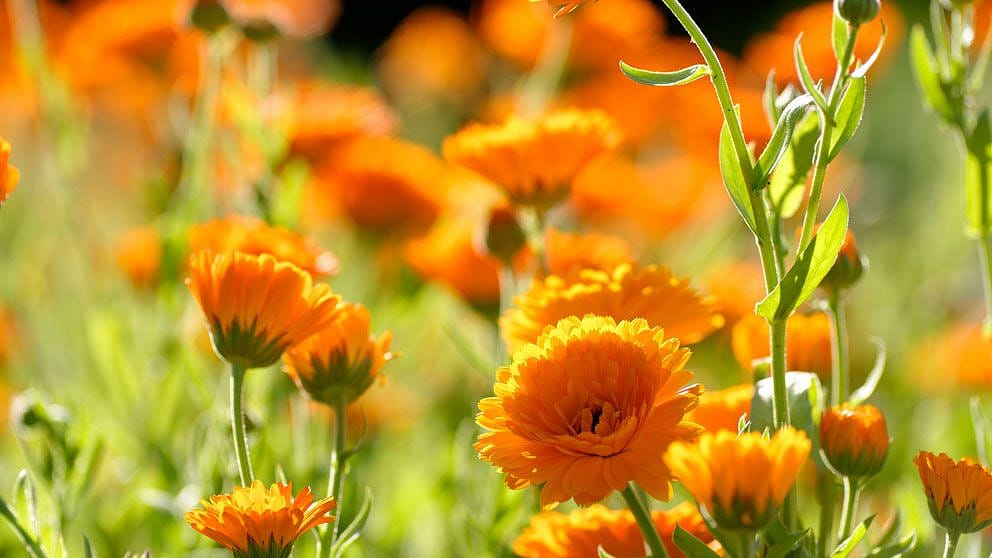 květy měsíčku lékařského