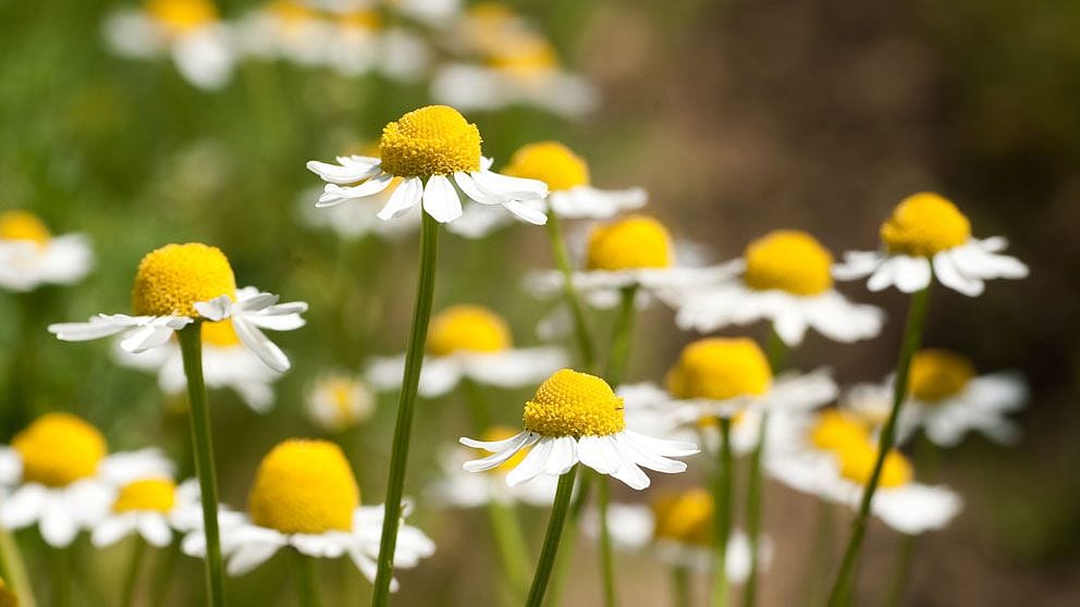 Louka plná heřmánku