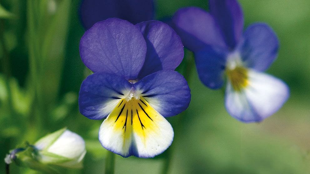 Květ violky trojbarevné