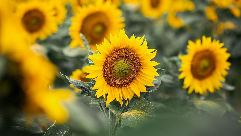 slunečnicové květy