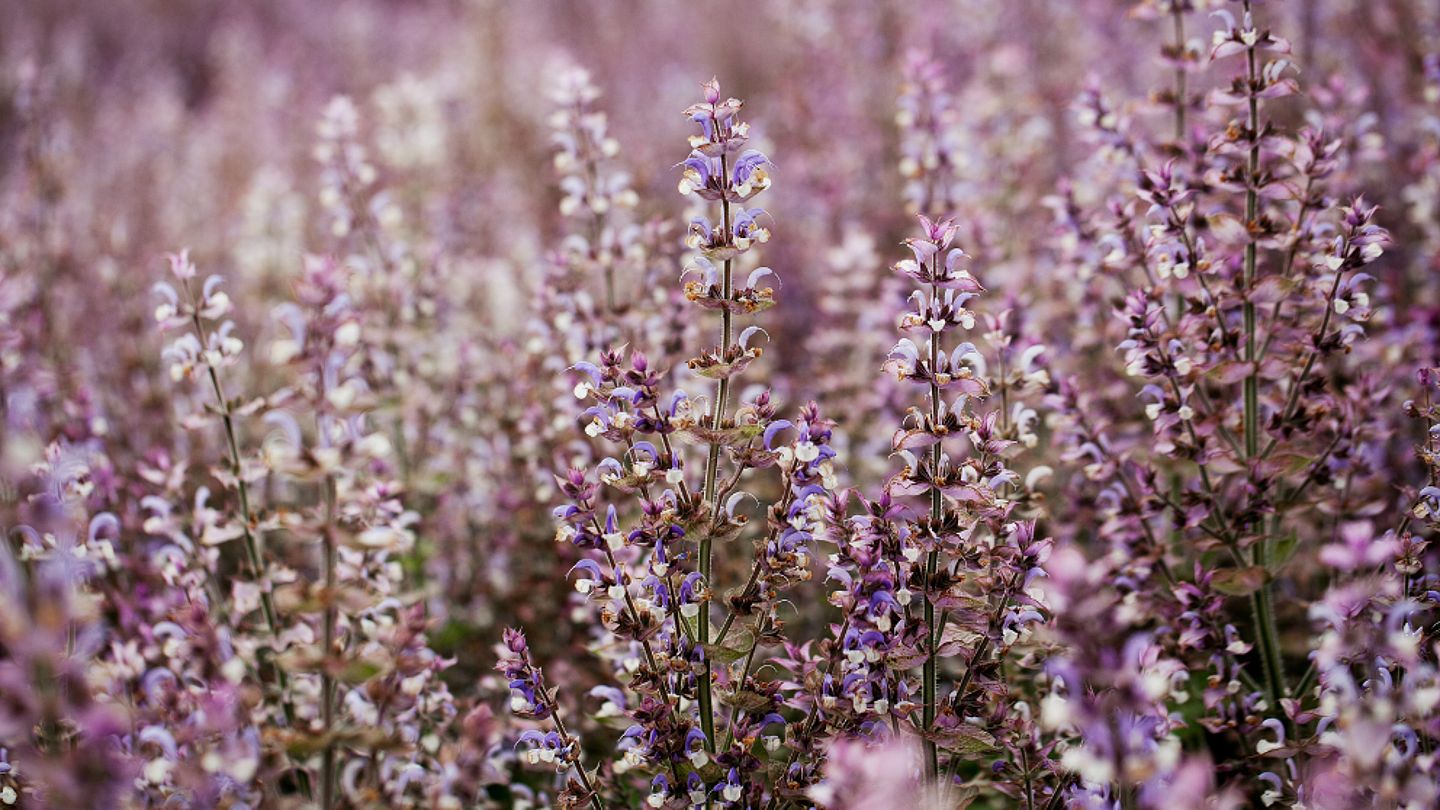 šalvěj na biodynamické farmě